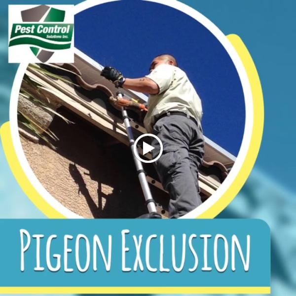 Pest Control Solutions