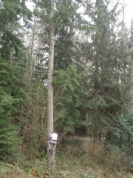 Clean Cut Tree Service