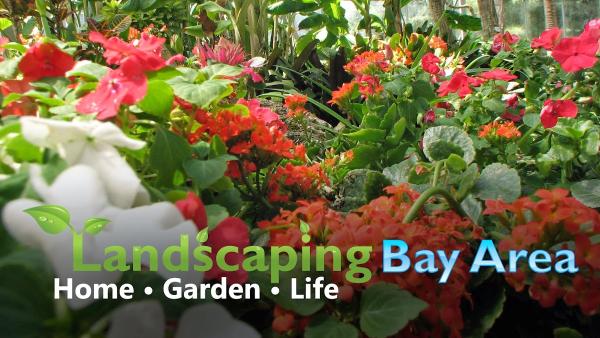 Landscaping Bay Area