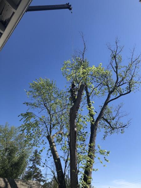 NE Tree and Property Service
