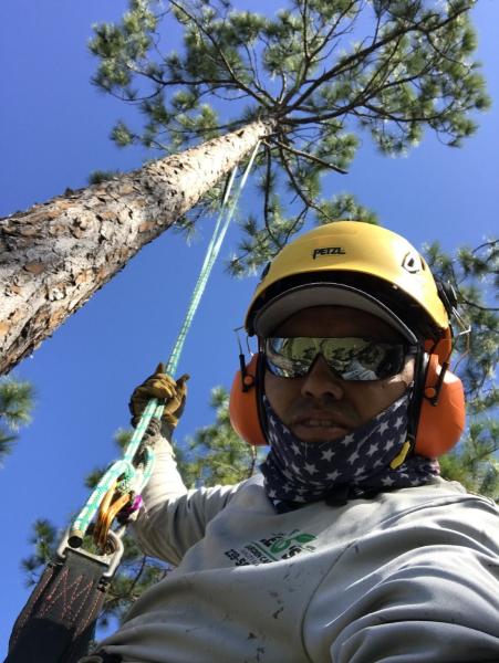 Chapin Tree Climber