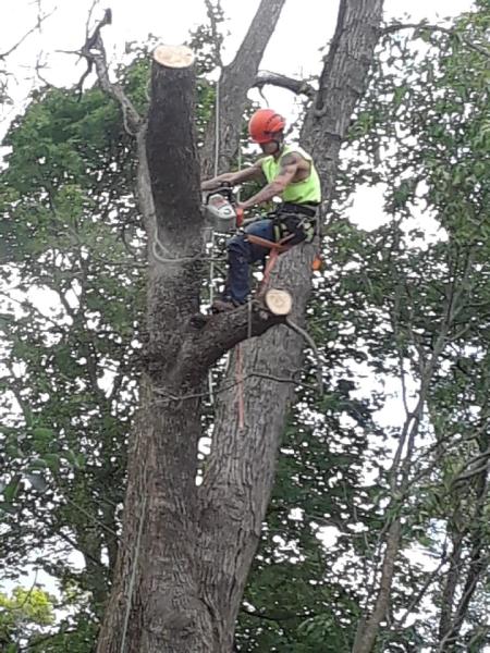 Portland Tree Service