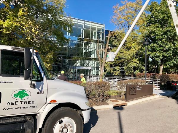 A&E Tree Service