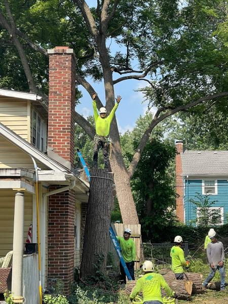 A&E Tree Service