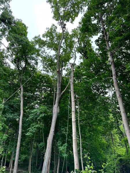 ALZ Tree Service