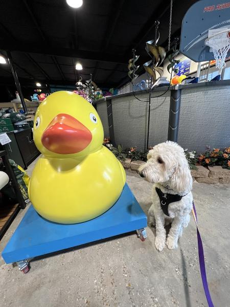 Ducky's Pools