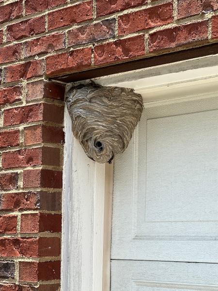 TLC Pest Protection