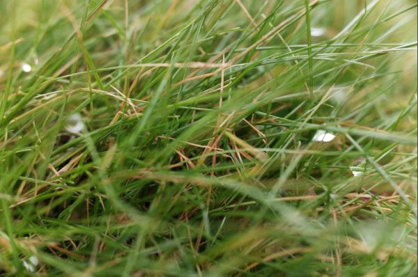 Verified Outdoor Services