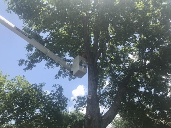 Beaver Tree Service