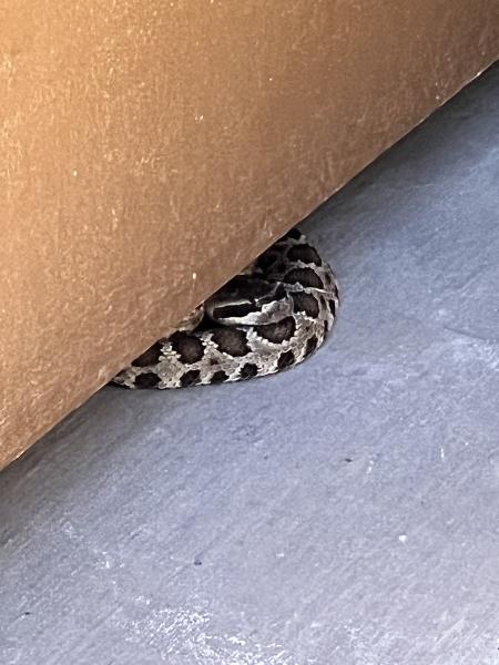 North Bay Rattlesnake Removal
