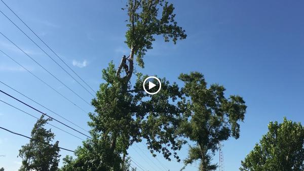 Stump Depot Tree Service