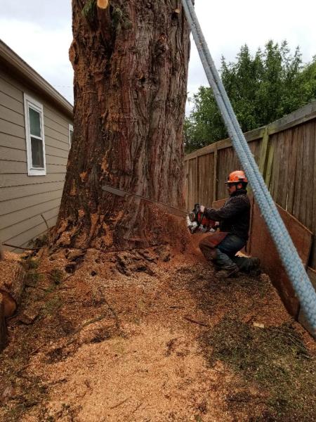 Fremont Forest Systems Inc