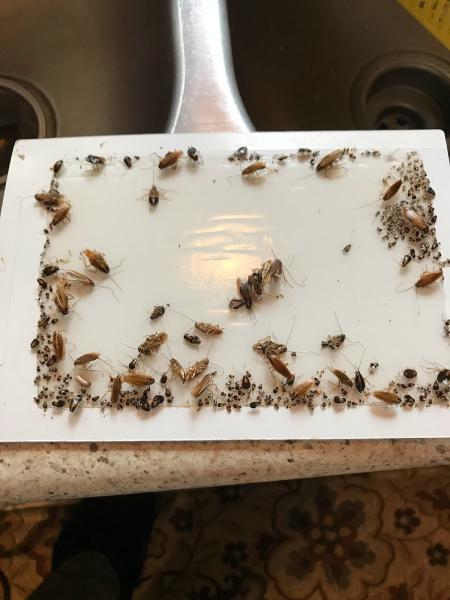 Omnis Pest Control DBA Why-u-Buggin Pest Control