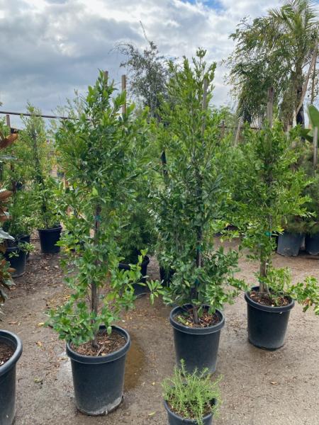 San Antonio Wholesale Nursery Corp.