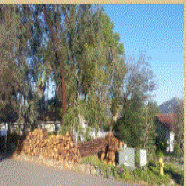 North County Tree