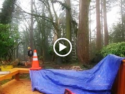 Blue Ribbon Tree & Landscape Specialists