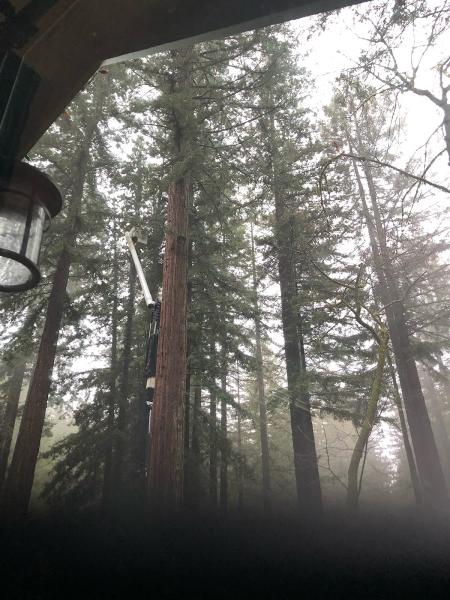 Fine Tree Care