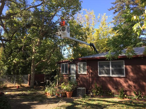 Fine Tree Care