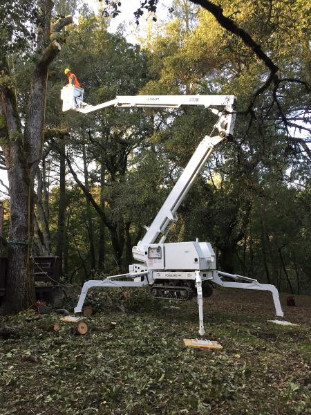 Fine Tree Care