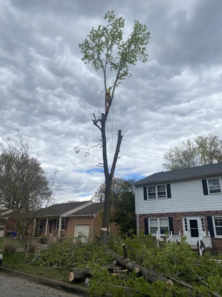 The Tree Guys Corporation