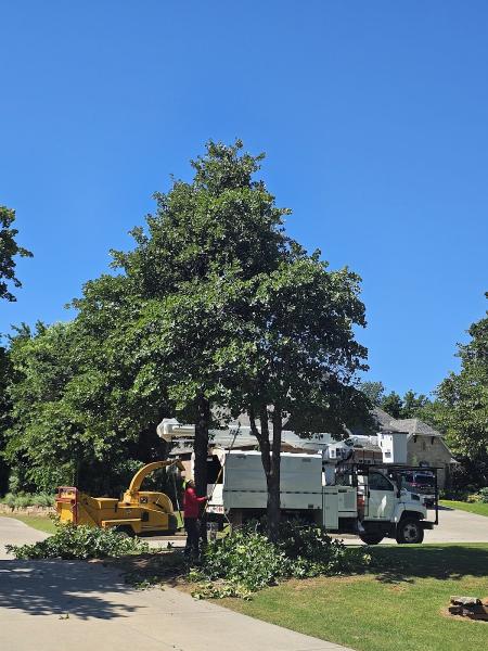 Tailored Lawns & Tree Services