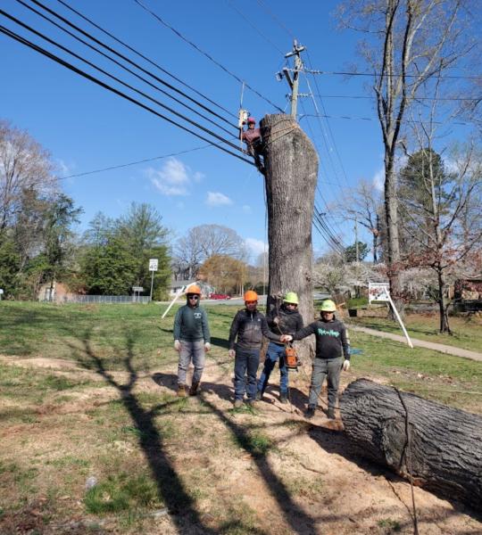 A1 Tree Service