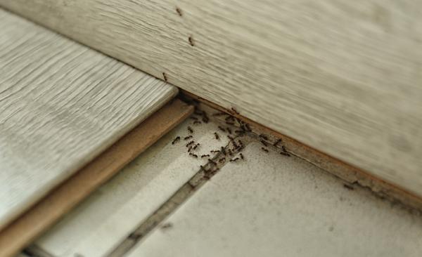 Green Pest Management LLC