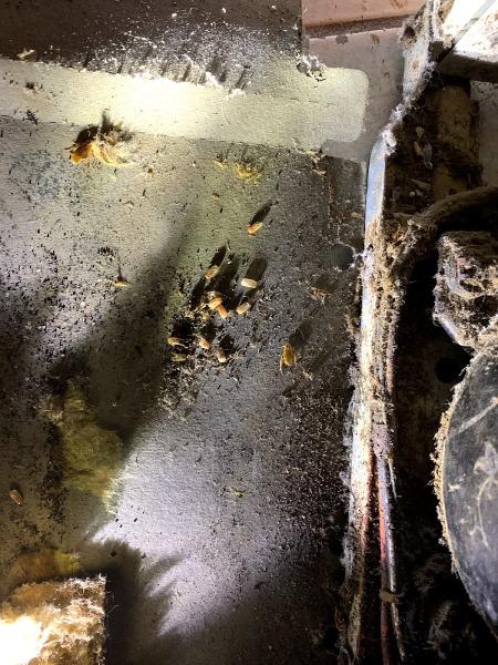 Ultimate Pest Management Your Pasco County Exterminator