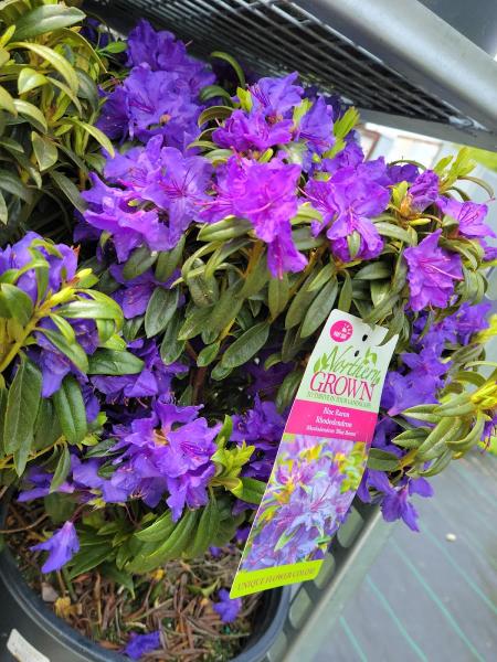 Central Nurseries Inc