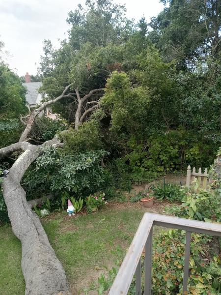 Manny's Gardening Pruning & Tree Care