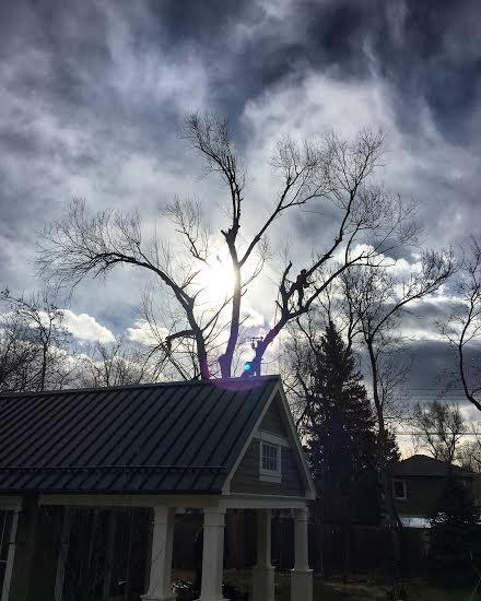Heartwood Tree Care