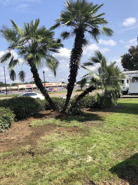 5 Star Tree Service