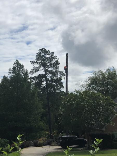 5 Star Tree Service