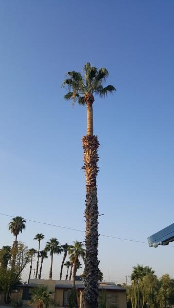 Las Vegas Superior Tree Service