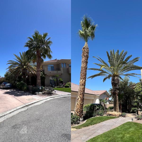 Las Vegas Superior Tree Service