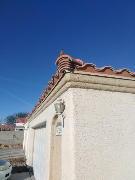Las Vegas Superior Tree Service
