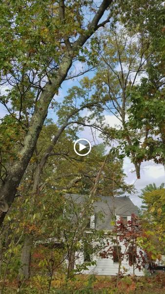 Marquis Tree Service