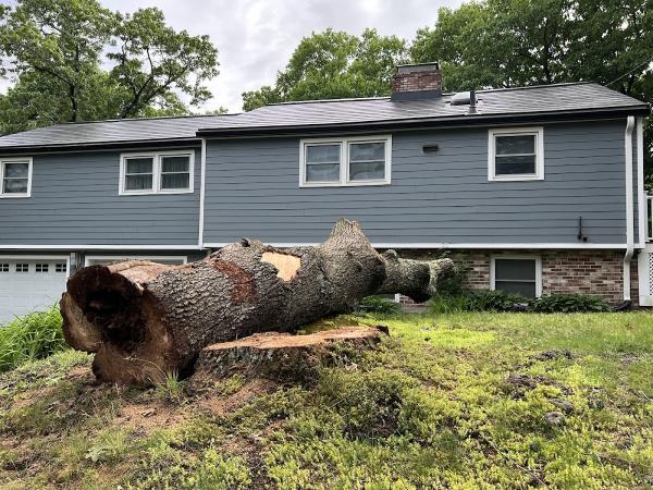Marquis Tree Service