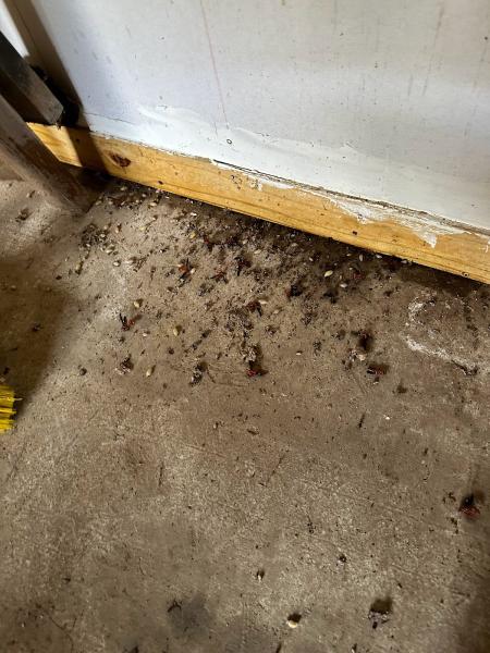 Knockout Pest Control