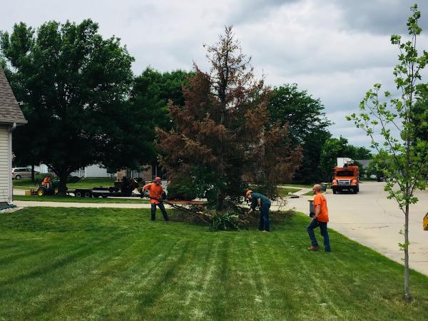 Epic Tree Trimming & Removal