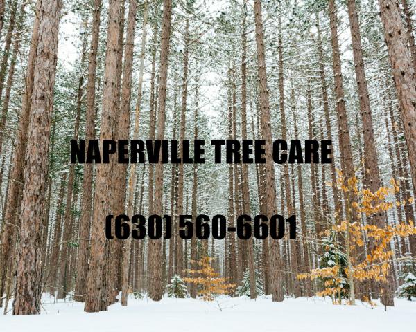 Naperville Tree Care