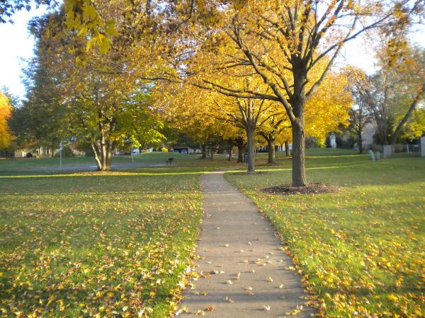 Naperville Tree Care