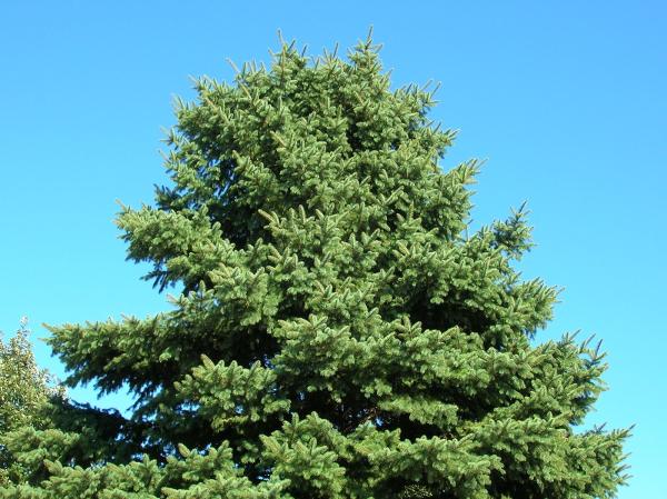 Naperville Tree Care