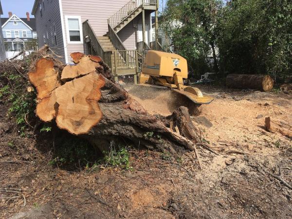Stump Eater