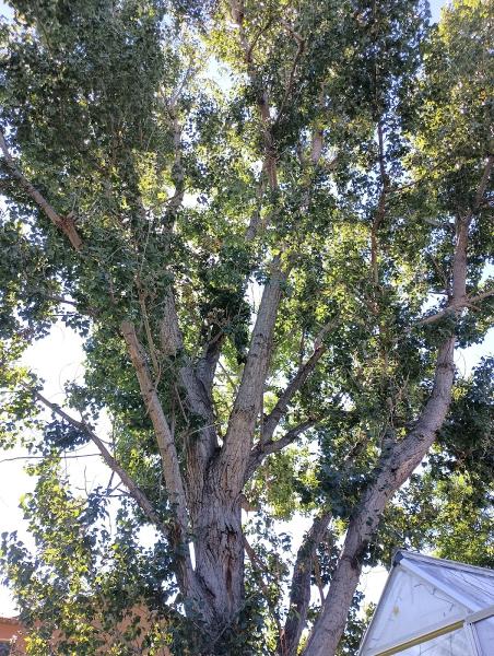 Healthy Little Trees