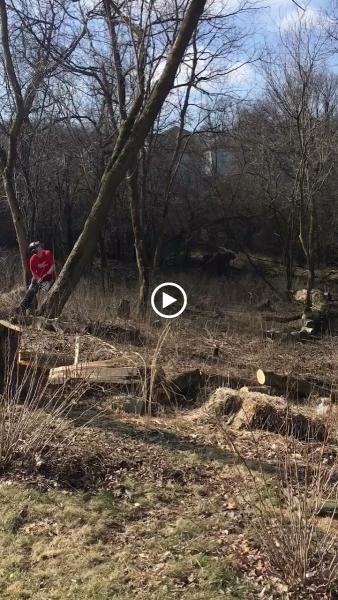 Ultimate Tree Pros