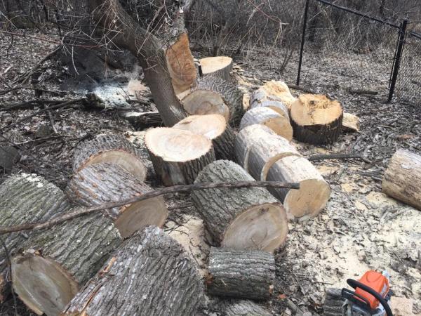 Ultimate Tree Pros