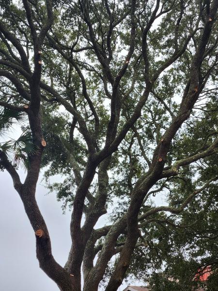 Clayton's Tree Pros