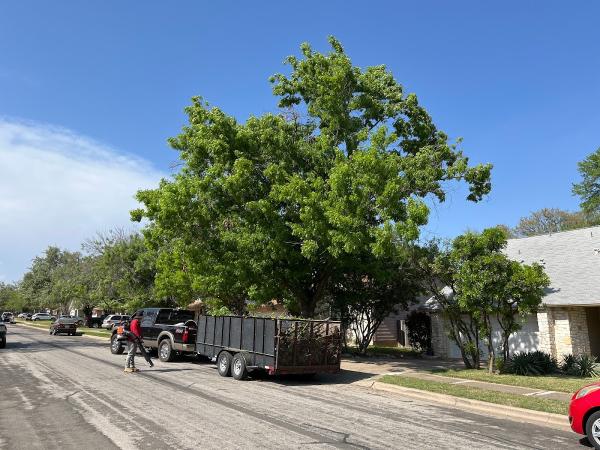 Affordable Tree Trimming