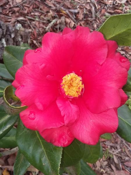 James Verkade's Nursery Inc.